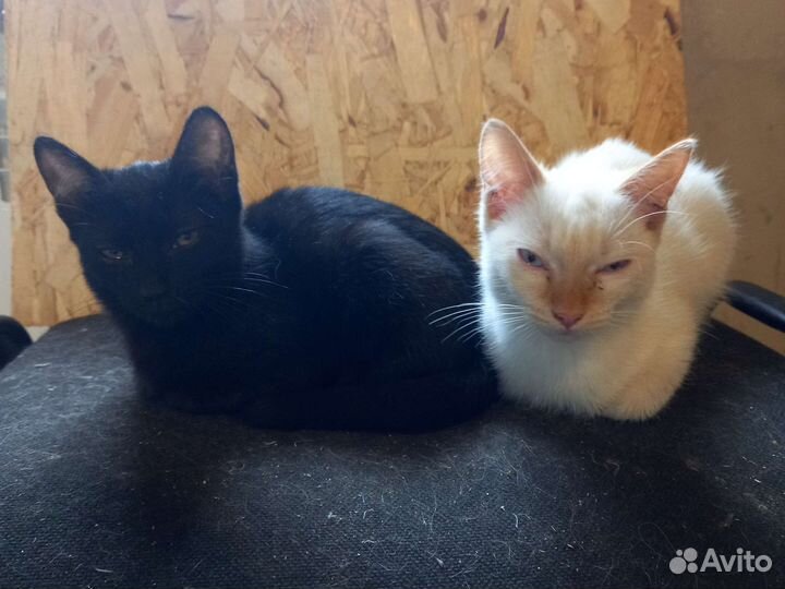 Кошки бесплатно