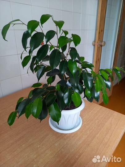 Комнатные цветы фикус бенджамина