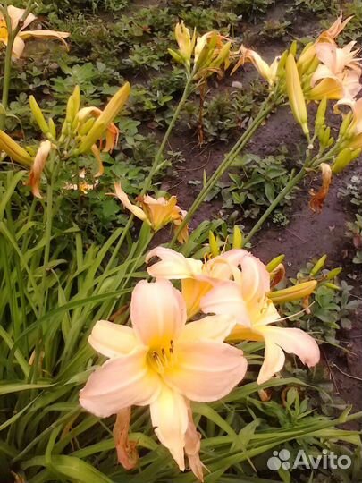 Лилейники многолетние