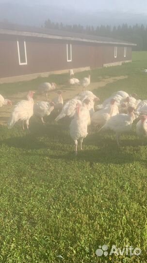 Индюки домашние