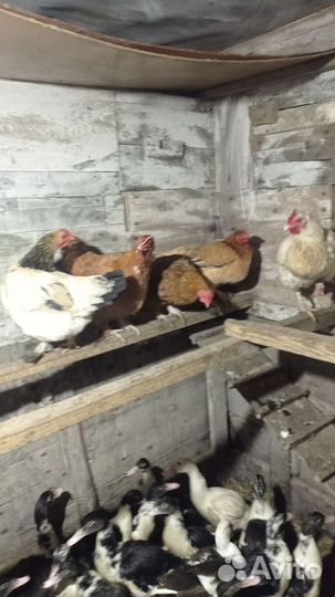 Куры несушки