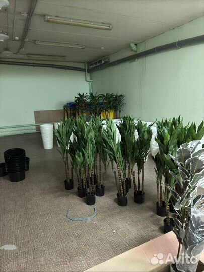 Драцена Джанет Крейг зелёная