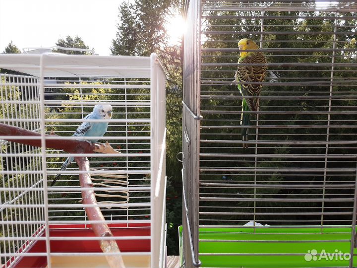 Птенцы волнистый попугай