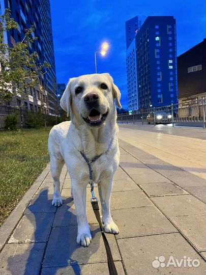 Домашняя гостиница для собак. Догситтер