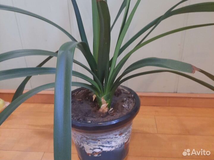 Комнатные цветы кливия