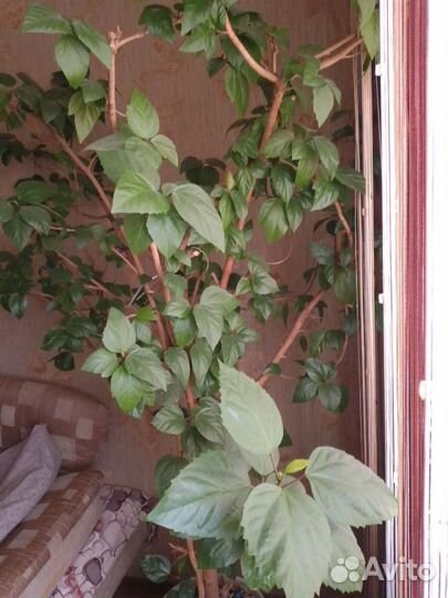 Гибискус китайская роза, дерево