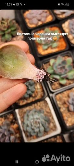 Суккуленты эхеверия детки