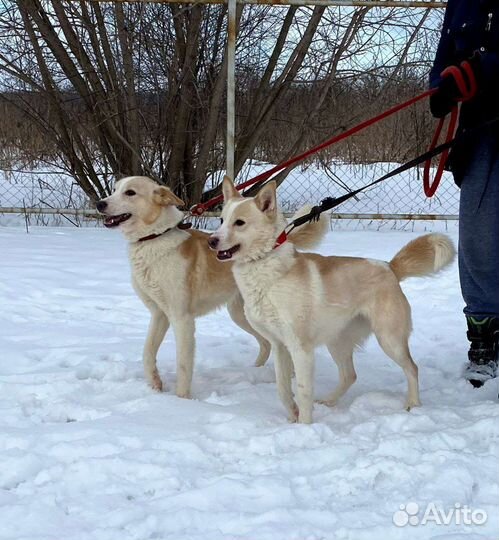 Лисёна и Акита ищут дом