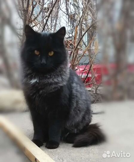 Котик редкого окраса Гриша ищет дом