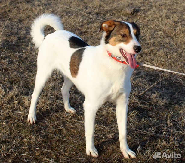 Щенок подросток в добрые руки