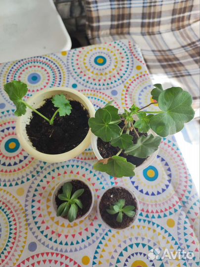 Герань 2 вида, эустома розовая, традесканция рео