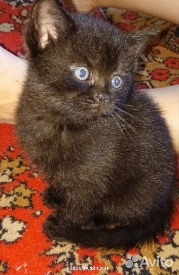 Шотландские котята