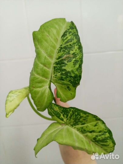 Сингониумы 10сортов