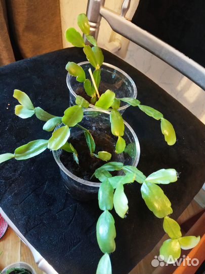 Алоказия Зебрина и Макрориза, Аспарагус Шпренгера