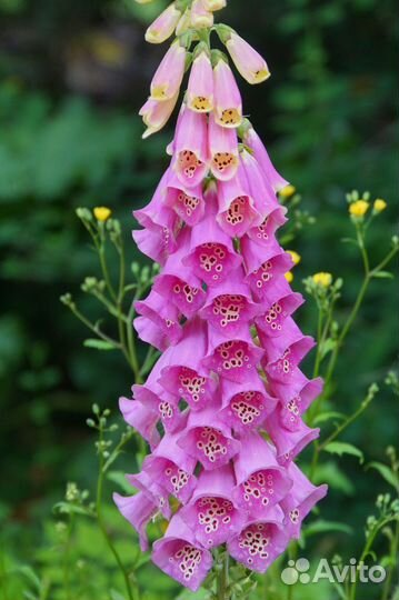 Наперстянка