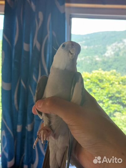 Корелла самец