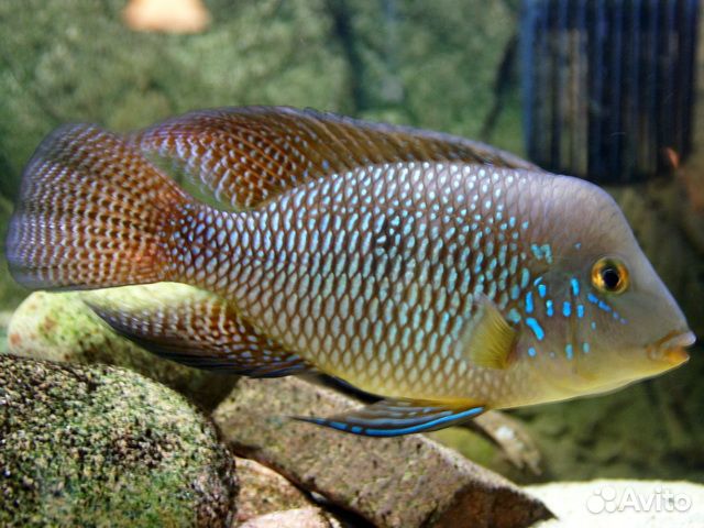 Большой выбор аквариумной и прудовой рыбы