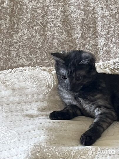 Котенок бесплатно в хорошие руки