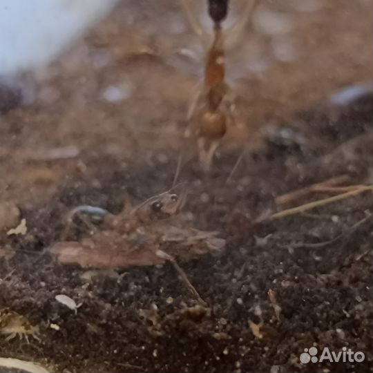 Муравьи Harpegnathos saltator (Салтаторы)