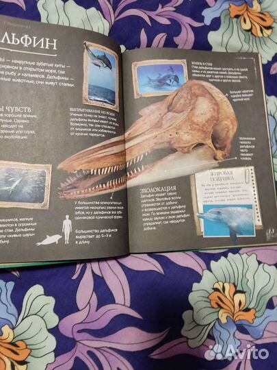 Книги детские энциклопедии динозавры, черепа