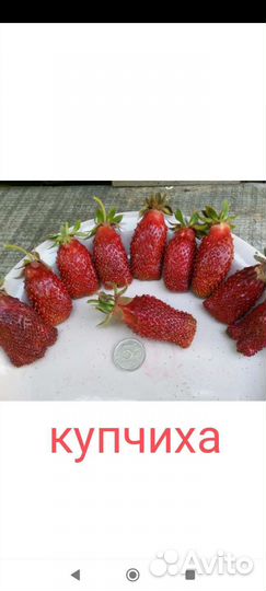 Усы клубники Азия, Купчиха