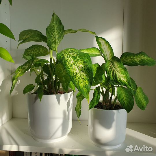 Диффенбахия