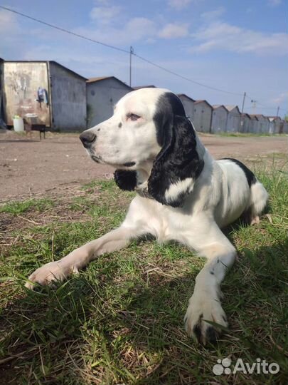 Русский охотничий спаниель вязка