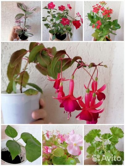 Комнатные растения, комнатные цветы