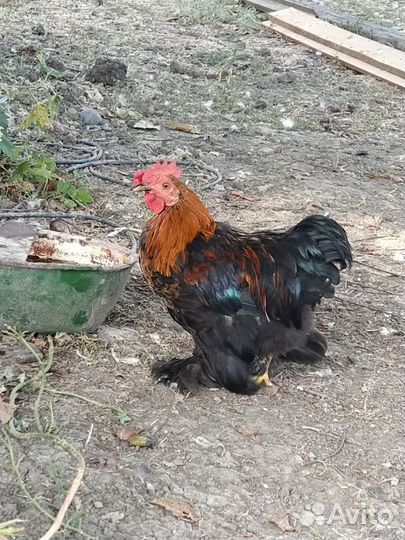 Петушки карликовые