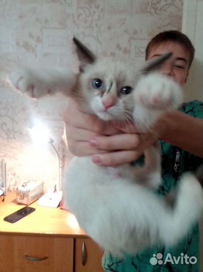 Кошка в дар