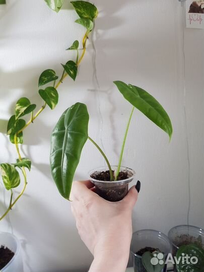 Алоказия лонгилоба