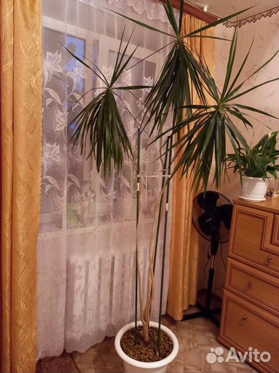 Пальма драцена