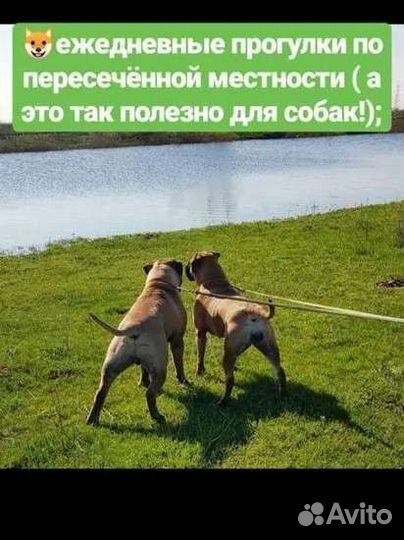 Зоогостиница для собак