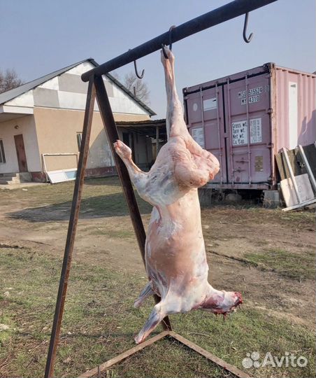 Бараны и овцы на Курбан Байрам Нижнекамск