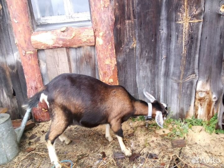Козочки англо-нубийские