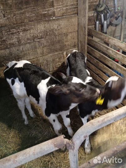 Телята телочки