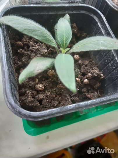 Руэлия королинская