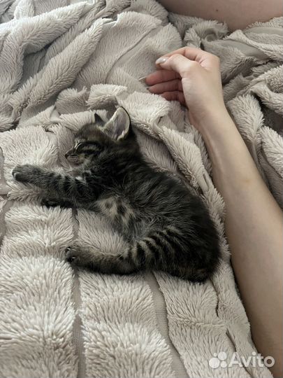 Отдам котенка в добрые руки