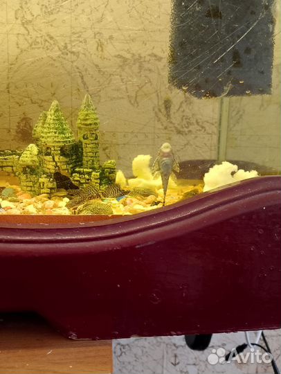 Улитки аквариумные ампулярии и сомики