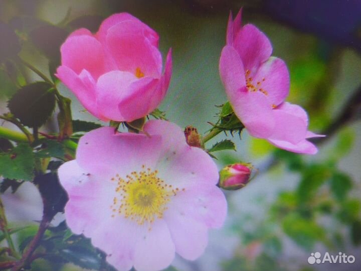 Шиповник, малина, клубника, ирис, лимонник