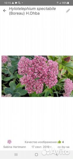 Очиток видный (седум)