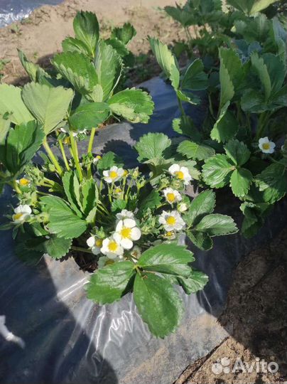 Рассада клубники