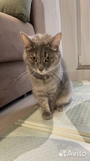 Кошка в добрые руки