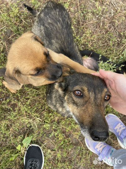 Маленькие собачки щенята