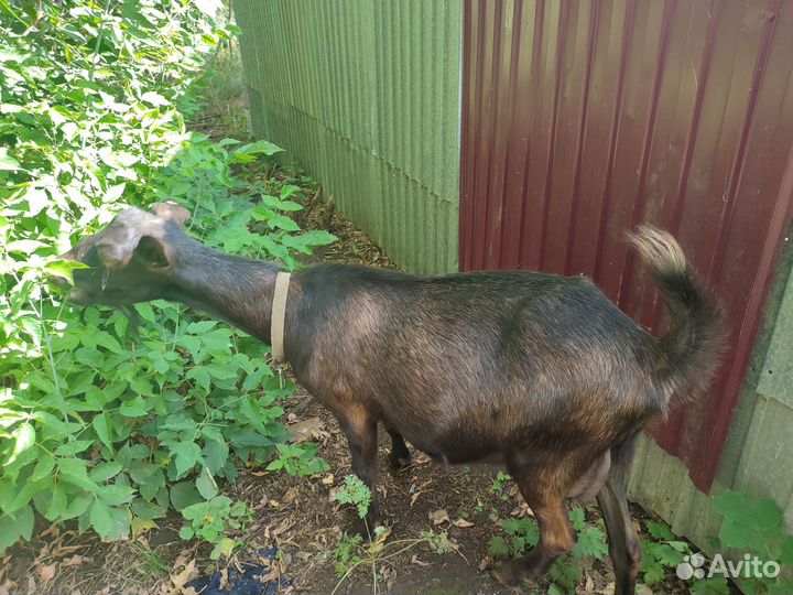 Коза дойная