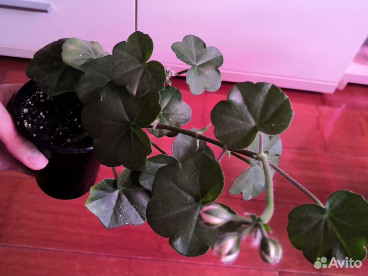 Пеларгония плющелистная Jackie