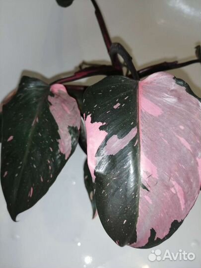Филодендрон Розовая Принцесса