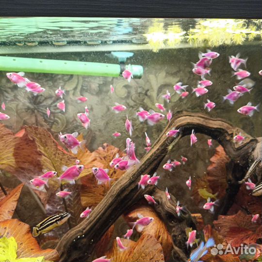 Рыбки тернеция