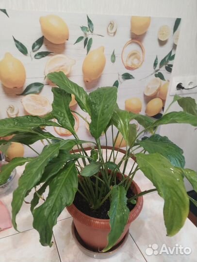 Спатифиллум