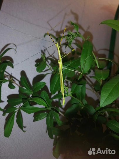 Малазийский палочник